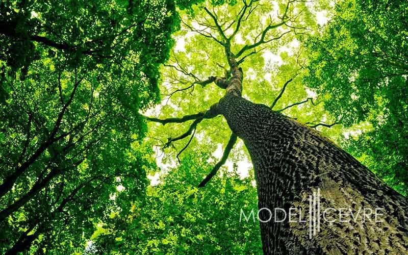 Yesil Yildiz Belgesi Nasil Alinir Istanbul - Model Çevre Danışmanlık