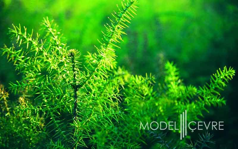 Yesil Yildiz Kriterleri 2019 - Model Çevre Danışmanlık